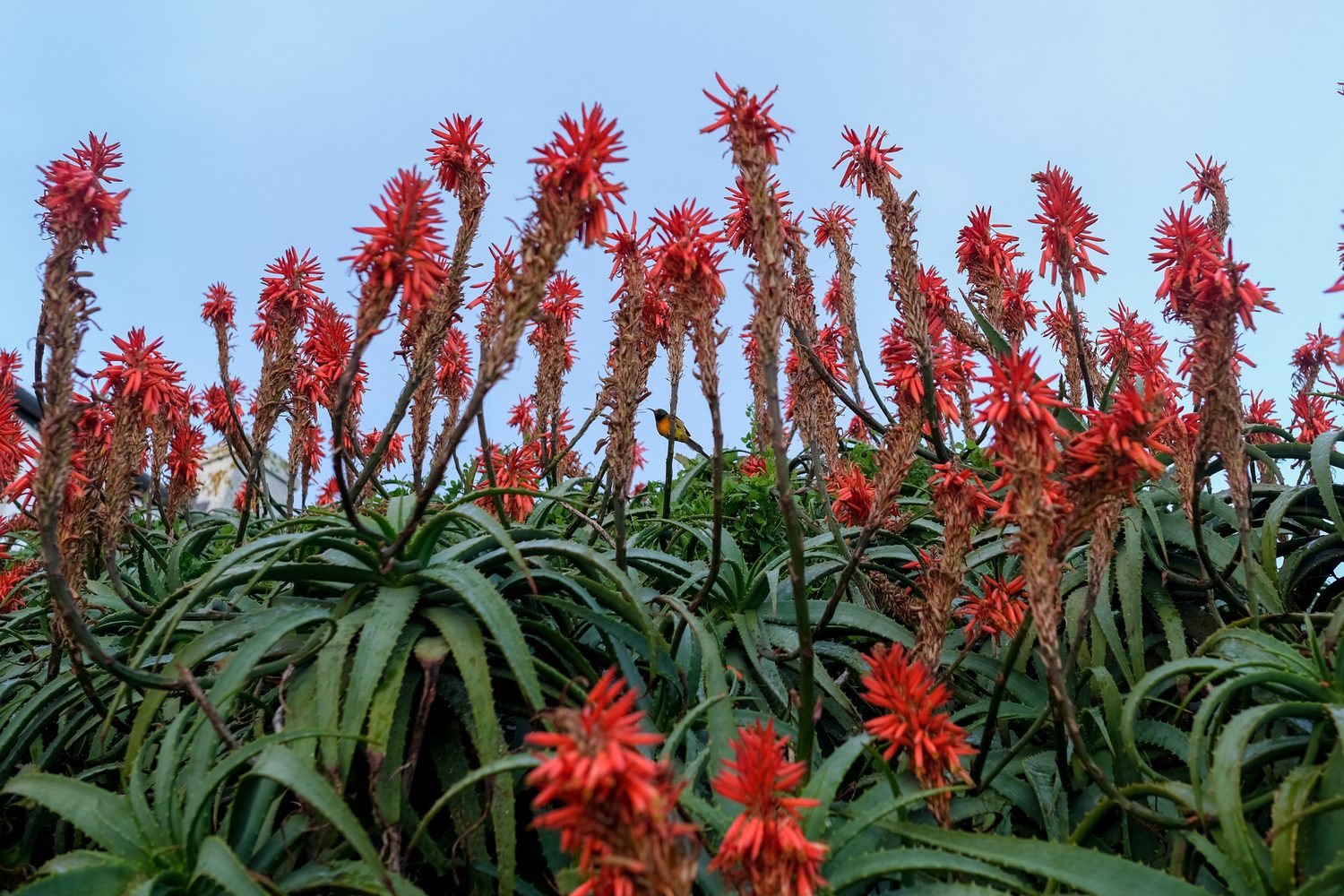 Red aloes against a pale sky, a sunbird among the flowers