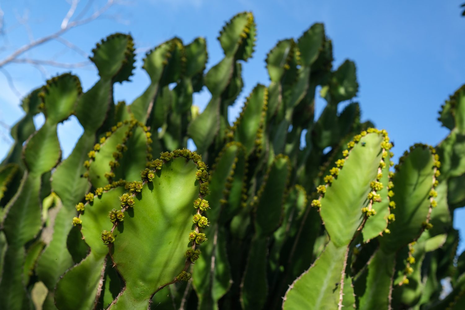 Candelabra euphorbia reaching up into a bright blue sky
