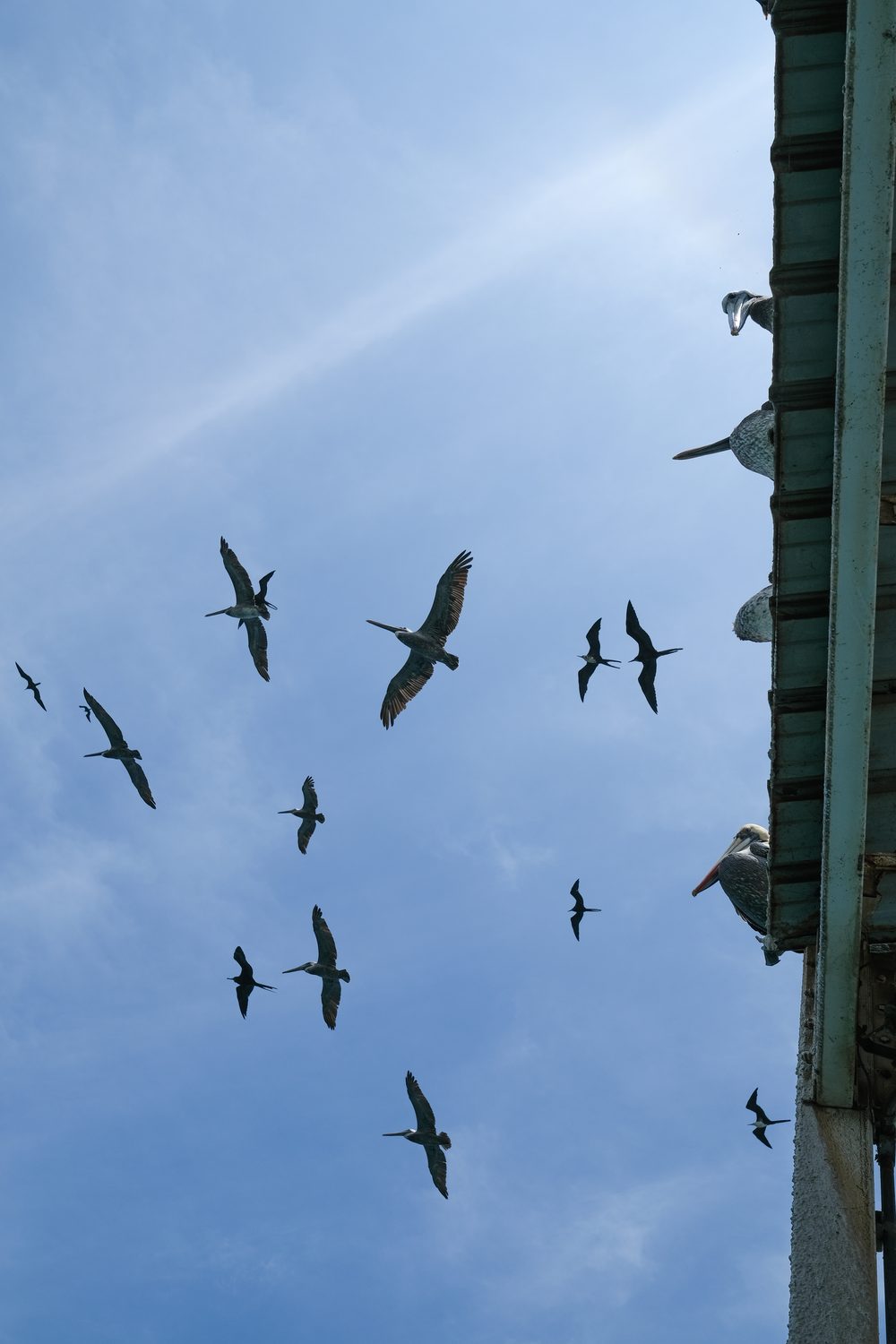 Pelicans perched on a tin roof while others wheel through a blue sky
